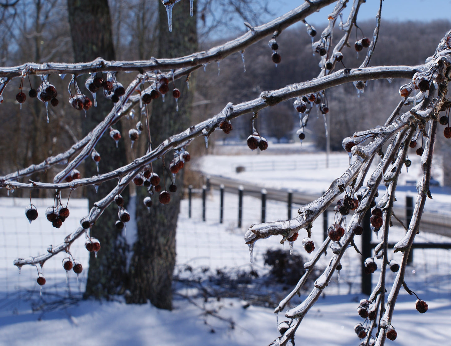 Freeze Dried white mushrooms sliced and pieces .5 ounce