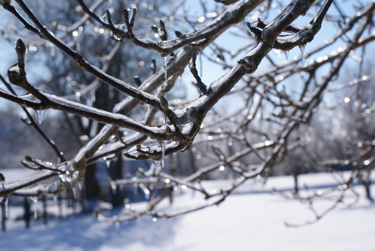 Freeze Dried Ice Cream Sandwich Chocolate 3.0 ounce